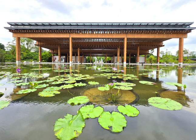 Water lily gardens with timber viewing pavilion and sunken boardwalks